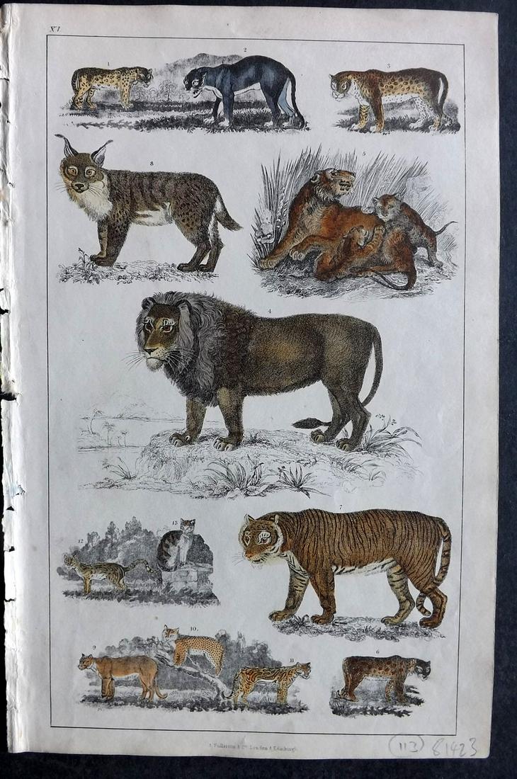 Goldsmith, Oliver 1847 Hand Col Print. Lion, Tiger, Big Cats (1 of 2)