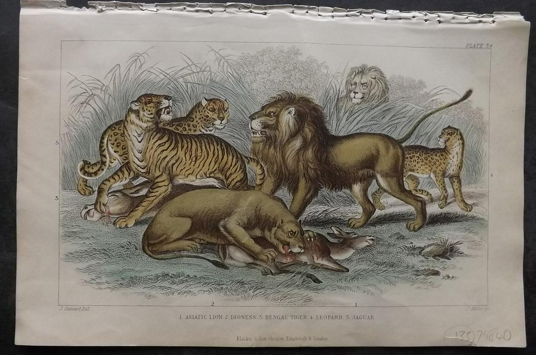 Goldsmith, Oliver 1870 Hand Col Print. Lions, Tigers (1 of 2)