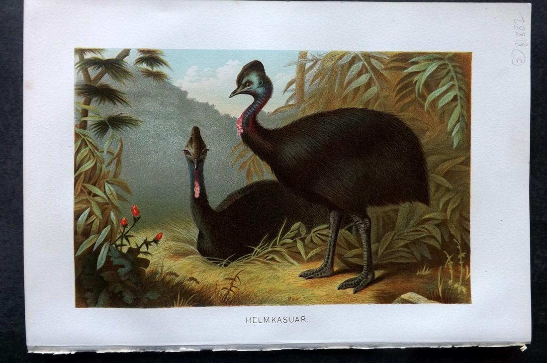 Brehm & Pechuel-Losche 1892 Bird Print. Cassowary. Australia: Chromolithograph Published 1890-93, Leipzig and Vienna for "Brehms Tierleben. Allgemeine Kunde des Tierreichs" by Alfred Edmund Brehm, Eduard Pechuel-Losche and Wilhelm Haacke. Many of the same images
