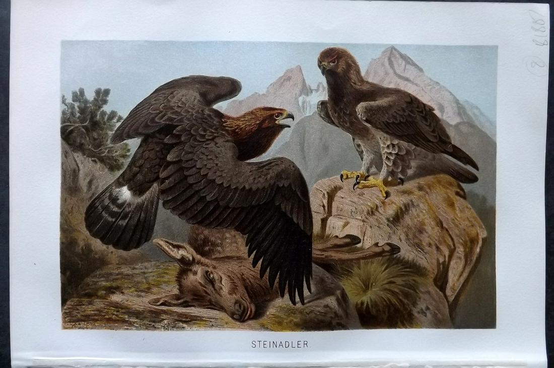 Brehm & Pechuel-Losche 1892 Bird Print. Golden Eagle: Chromolithograph Published 1890-93, Leipzig and Vienna for "Brehms Tierleben. Allgemeine Kunde des Tierreichs" by Alfred Edmund Brehm, Eduard Pechuel-Losche and Wilhelm Haacke. Many of the same images