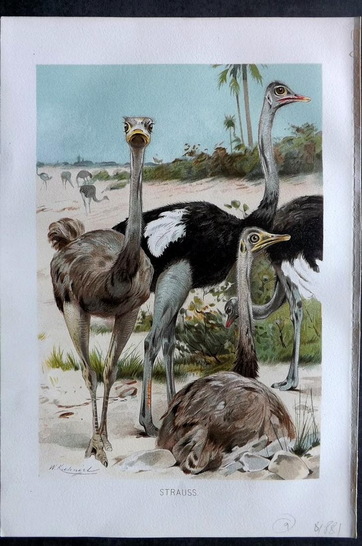 Brehm & Pechuel-Losche 1892 Bird Print. Ostrich: Chromolithograph Published 1890-93, Leipzig and Vienna for "Brehms Tierleben. Allgemeine Kunde des Tierreichs" by Alfred Edmund Brehm, Eduard Pechuel-Losche and Wilhelm Haacke. Many of the same images