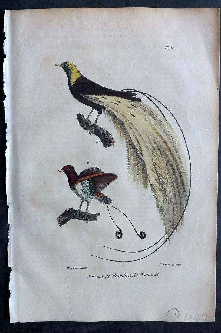 Buffon, Comte de 1830 Hand Col Bird Print. Birds of Paradise (1 of 2)
