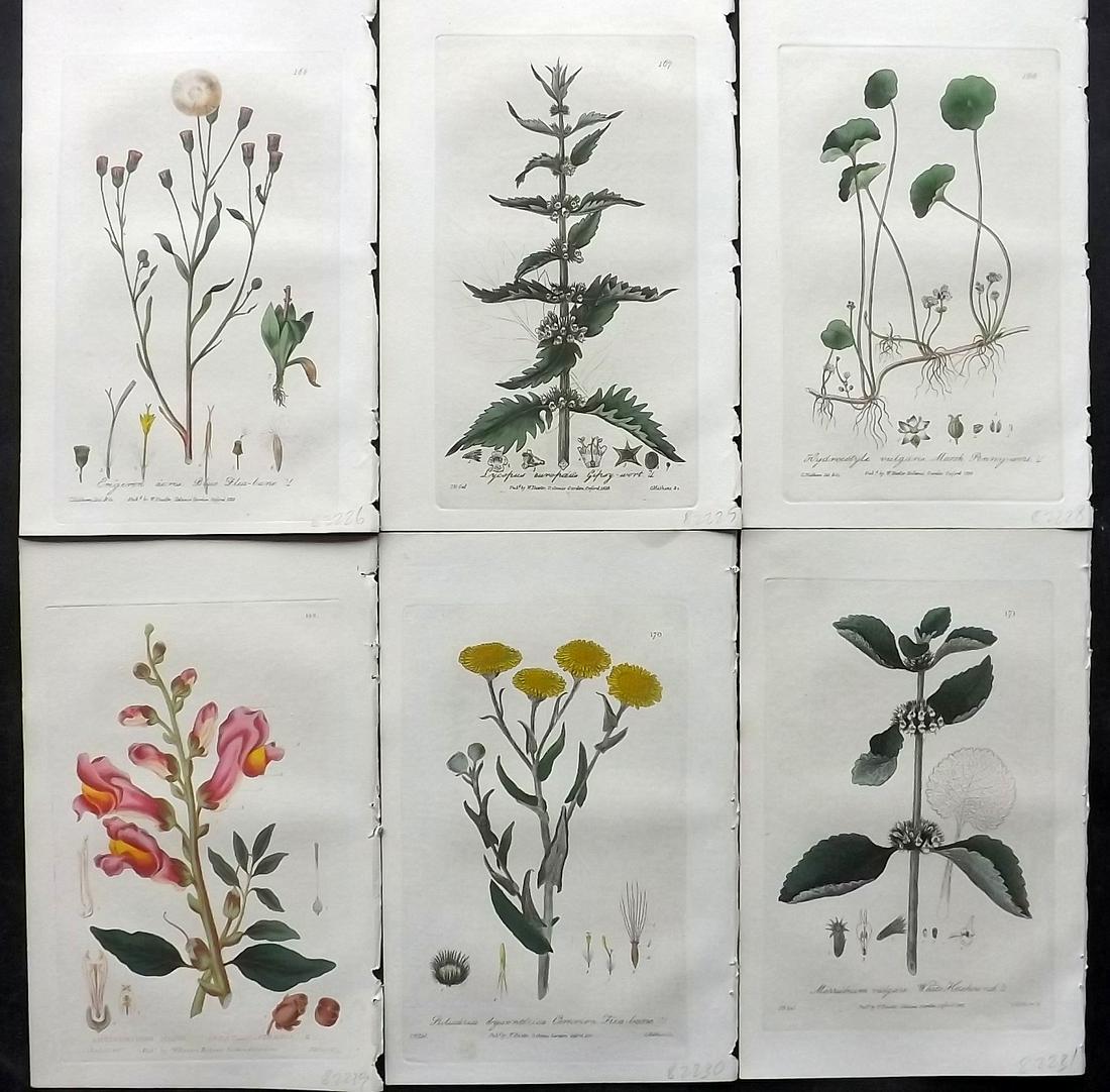 Baxter, William 1830's Lot of 6 Hand Col Botanical Prints: Hand Colored Etchings Published 1834-43, Oxford for "British Phaenogamous Botany; or, Figures and Descriptions of British Flowering Plants" by William Baxter. Paper Size: 9 x 5.5 inch (23 x 14cm) Good