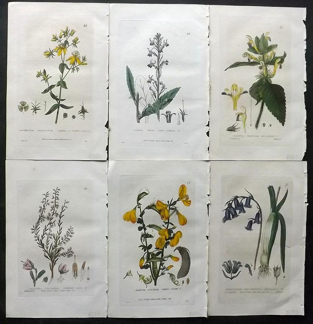 Baxter, William 1830's Lot of 6 Hand Col Botanical Prints: Hand Colored Etchings Published 1834-43, Oxford for "British Phaenogamous Botany; or, Figures and Descriptions of British Flowering Plants" by William Baxter. Paper Size: 9 x 5.5 inch (23 x 14cm) Good