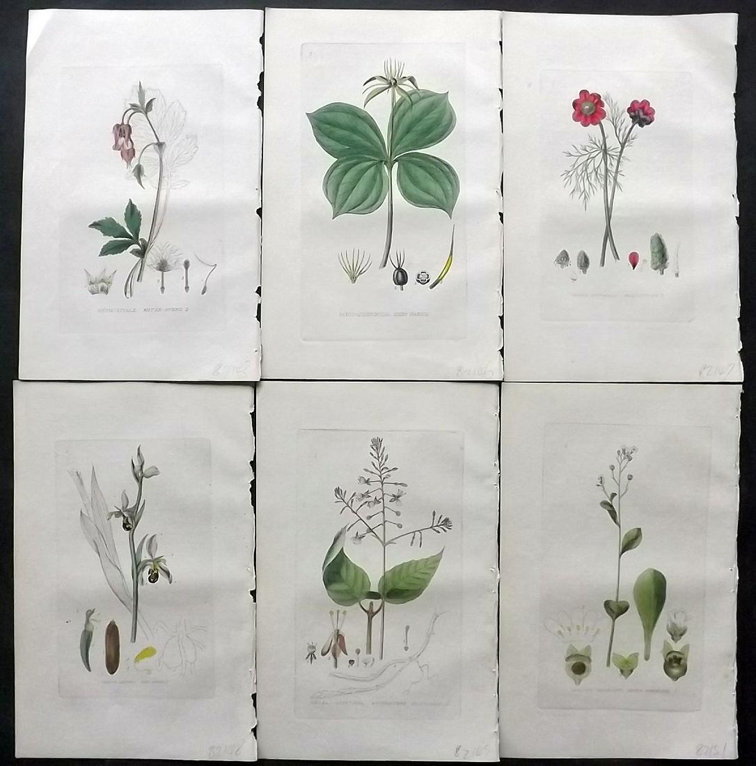 Baxter, William 1830's Lot of 6 Hand Col Botanical Prints: Hand Colored Etchings Published 1834-43, Oxford for "British Phaenogamous Botany; or, Figures and Descriptions of British Flowering Plants" by William Baxter. Paper Size: 9 x 5.5 inch (23 x 14cm) Good
