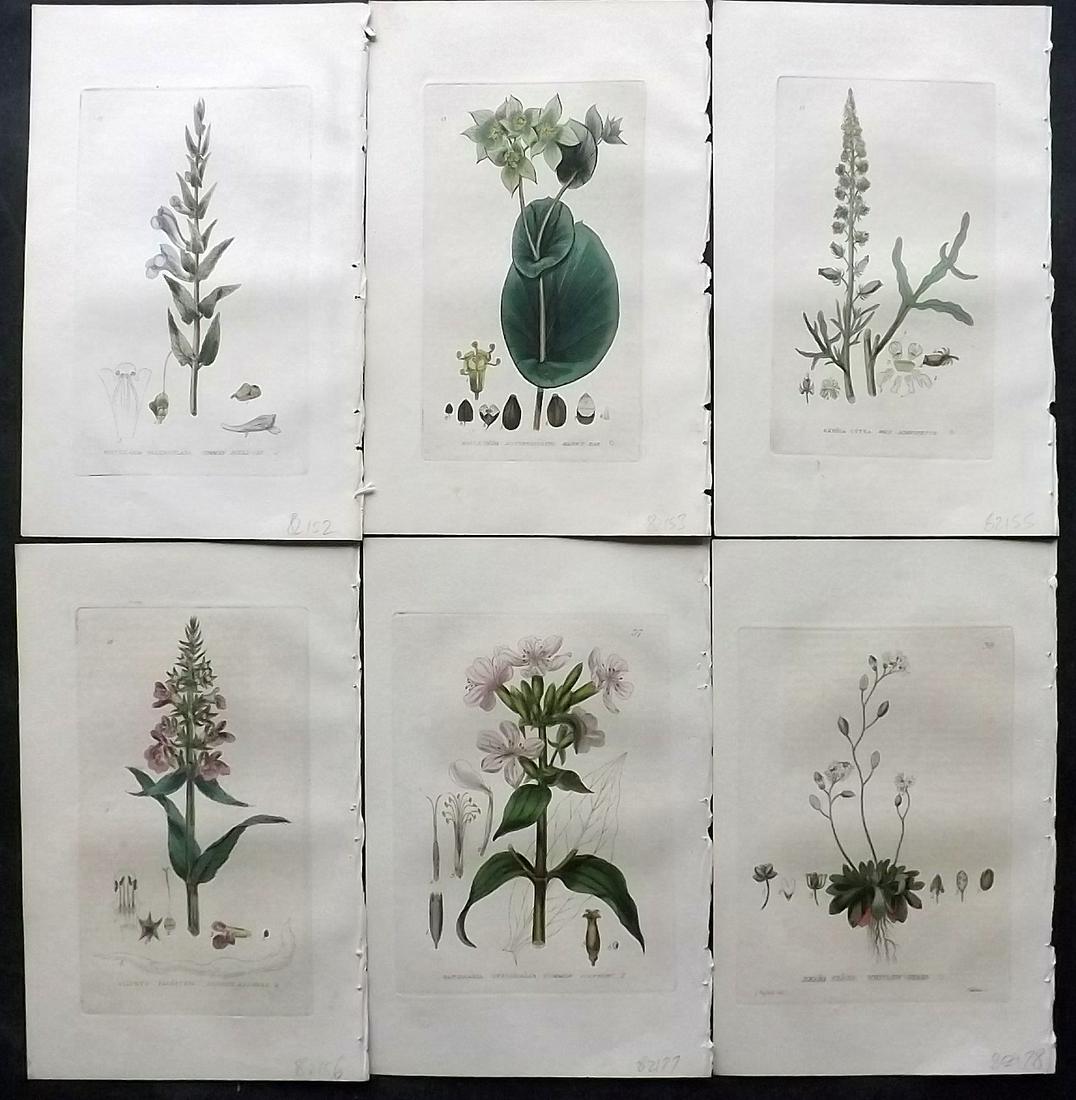 Baxter, William 1830's Lot of 6 Hand Col Botanical Prints: Hand Colored Etchings Published 1834-43, Oxford for "British Phaenogamous Botany; or, Figures and Descriptions of British Flowering Plants" by William Baxter. Paper Size: 9 x 5.5 inch (23 x 14cm) Good