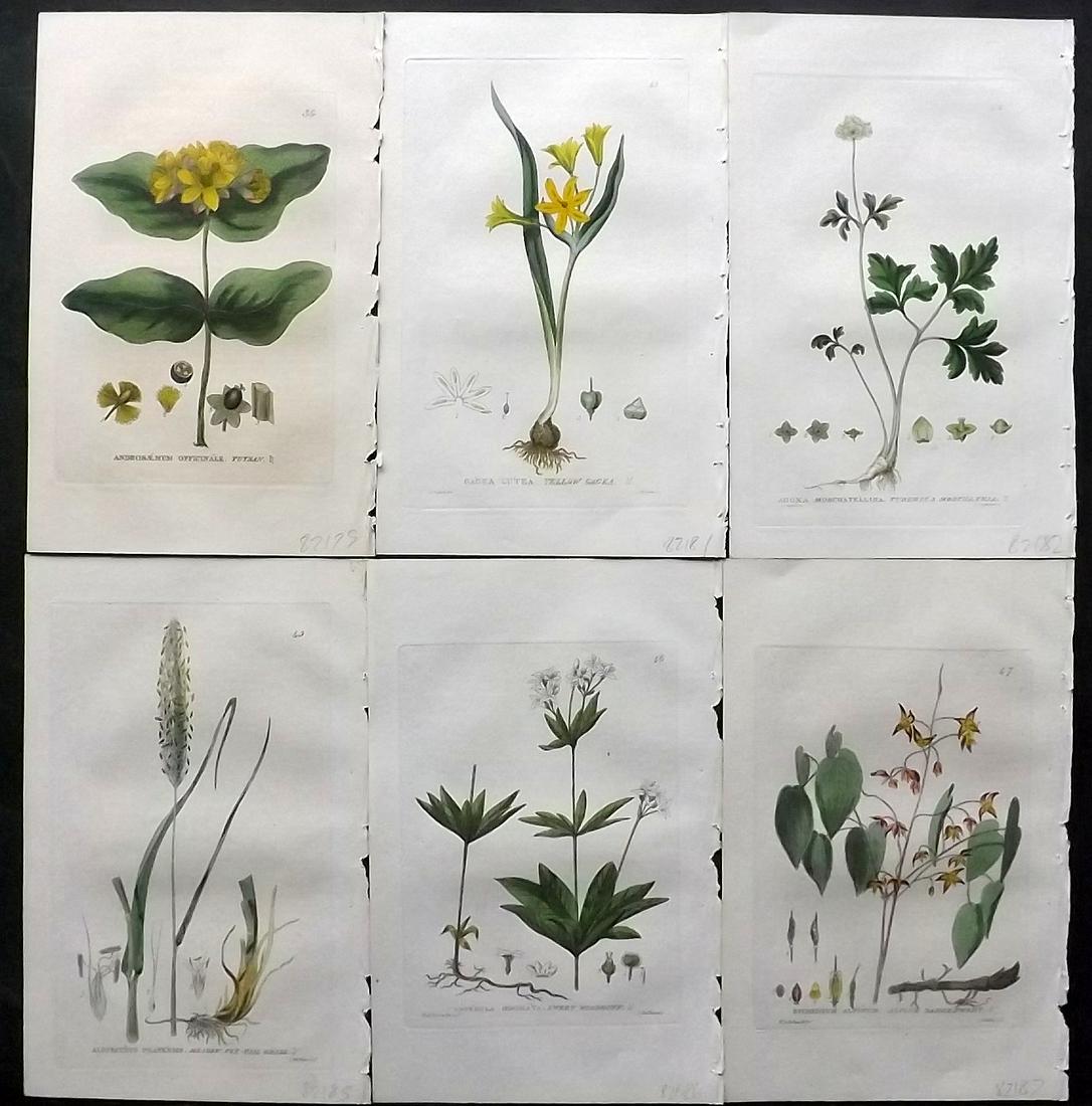 Baxter, William 1830's Lot of 6 Hand Col Botanical Prints: Hand Colored Etchings Published 1834-43, Oxford for "British Phaenogamous Botany; or, Figures and Descriptions of British Flowering Plants" by William Baxter. Paper Size: 9 x 5.5 inch (23 x 14cm) Good