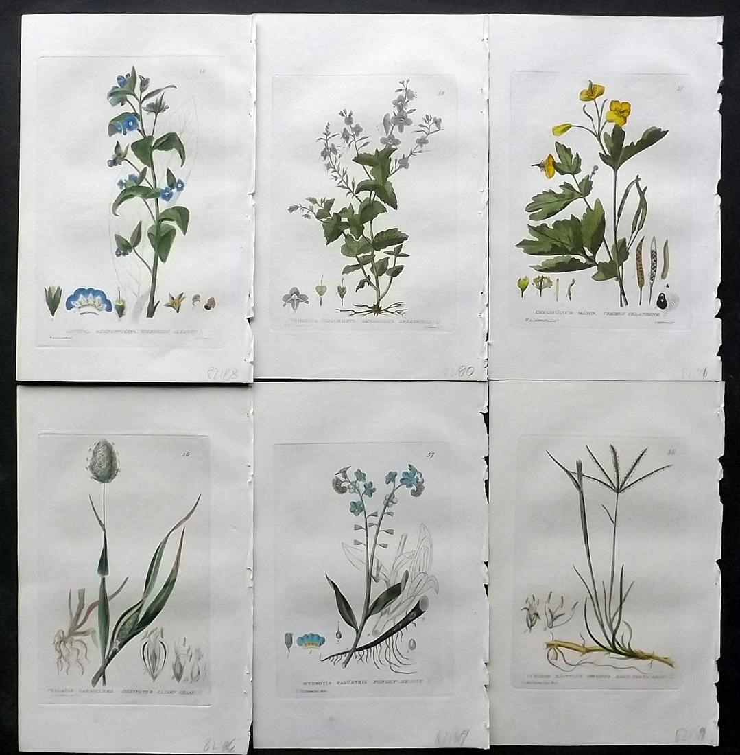 Baxter, William 1830's Lot of 6 Hand Col Botanical Prints: Hand Colored Etchings Published 1834-43, Oxford for "British Phaenogamous Botany; or, Figures and Descriptions of British Flowering Plants" by William Baxter. Paper Size: 9 x 5.5 inch (23 x 14cm) Good