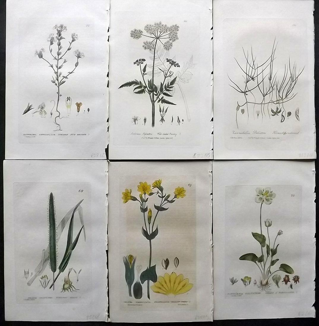 Baxter, William 1830's Lot of 6 Hand Col Botanical Prints: Hand Colored Etchings Published 1834-43, Oxford for "British Phaenogamous Botany; or, Figures and Descriptions of British Flowering Plants" by William Baxter. Paper Size: 9 x 5.5 inch (23 x 14cm) Good