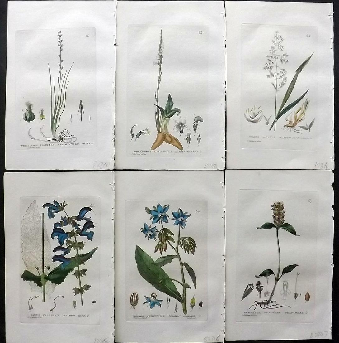 Baxter, William 1830's Lot of 6 Hand Col Botanical Prints: Hand Colored Etchings Published 1834-43, Oxford for "British Phaenogamous Botany; or, Figures and Descriptions of British Flowering Plants" by William Baxter. Paper Size: 9 x 5.5 inch (23 x 14cm) Good