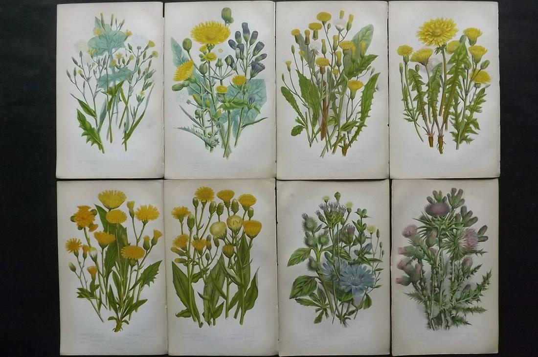 Pratt, Anne 1855 Lot of 8 Antique Botanical Prints: Color Printed Woodblock Published 1855, London for "The Flowering Plants and Ferns of Great Britain" First Edition by Anne Pratt. Paper Size: 9 x 5.5 inch (23 x 14cm) Good Condition