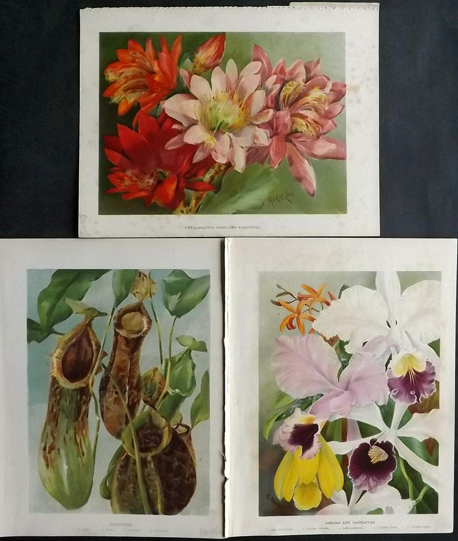 Wright, John 1896 Lot of 3 Antique Botanical Prints: Chromolithograph published 1896-1901 by Virtue & Co, London for "The Flower Growers Guide" By John Wright. Illustrated by Miss Gertrude Hamilton & Marie Low. Paper Size : 10.5 x 8 inch (27 x 21cm) Goo