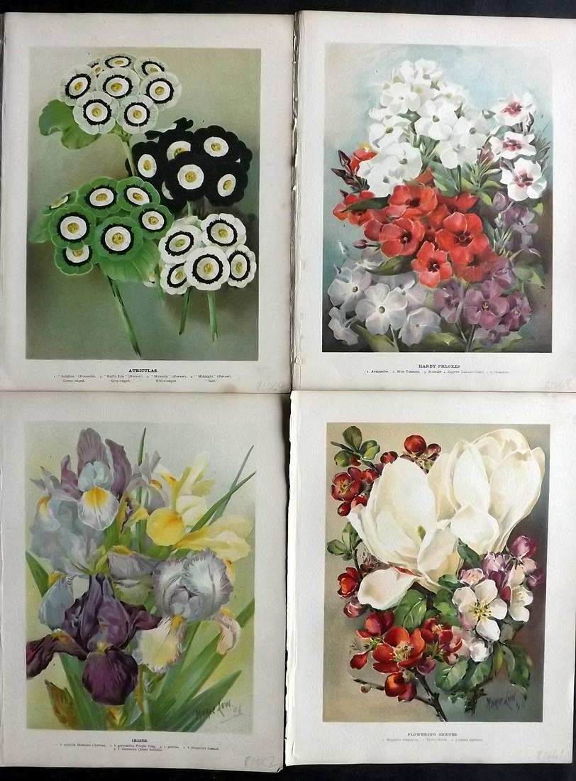 Wright, John 1896 Lot of 4 Antique Botanical Prints: Chromolithograph published 1896-1901 by Virtue & Co, London for "The Flower Growers Guide" By John Wright. Illustrated by Miss Gertrude Hamilton & Marie Low. Paper Size : 10.5 x 8 inch (27 x 21cm) Goo