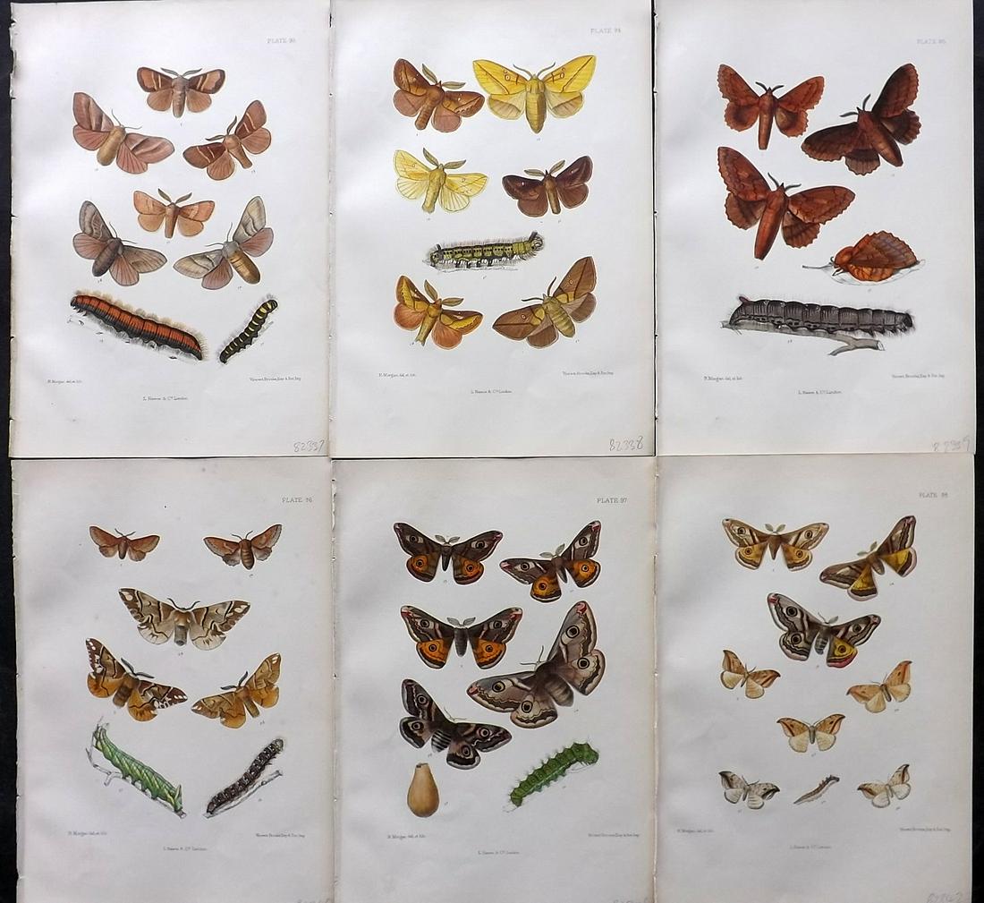 Barrett, Charles 1890's Lot of 6 Antique Moth Prints (1 of 2)