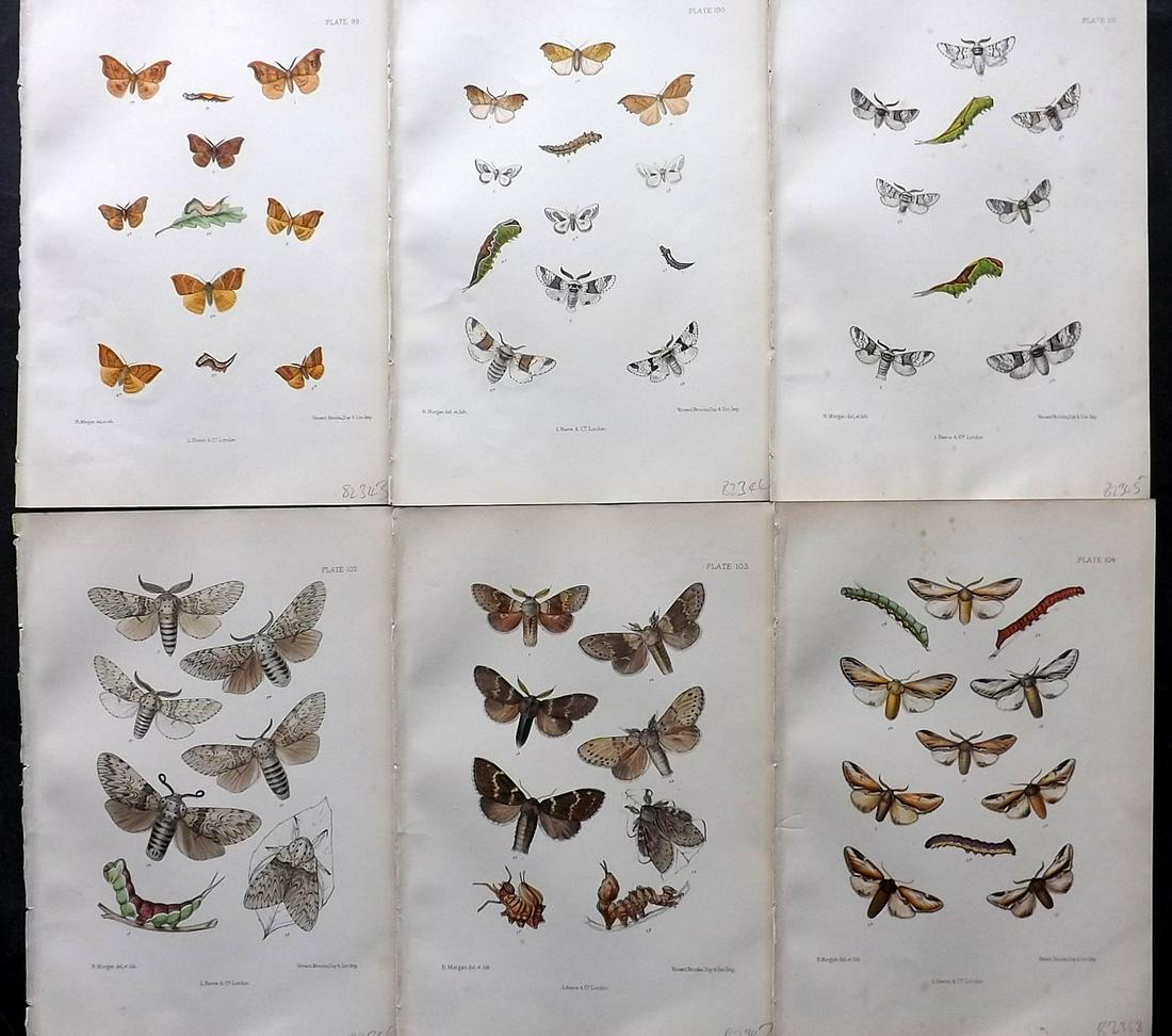 Barrett, Charles 1890's Lot of 6 Antique Moth Prints: Lithographs Published 1893-1907, London for "The Lepidoptera of the British Islands" by Charles G. Barrett. Printed in colours, some with additional hand colour. With accompanying descriptive text. Sc