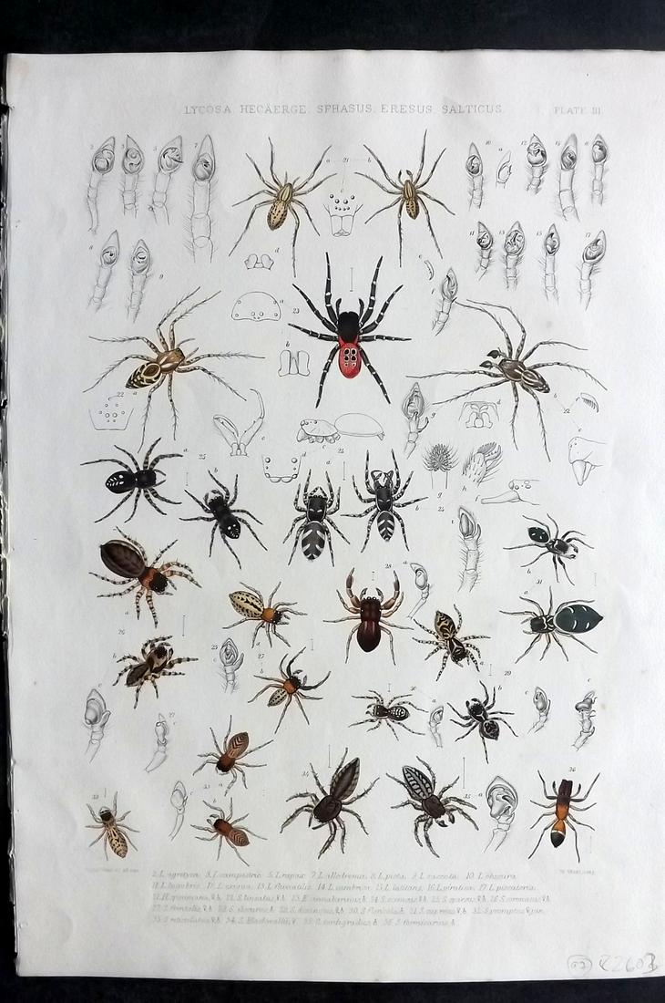 Blackwall, John 1861 Rare Folio Spider Print 03 (1 of 2)