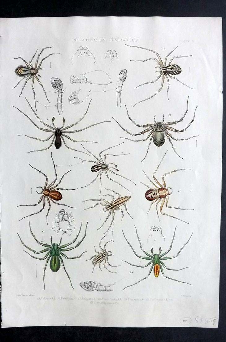 Blackwall, John 1861 Rare Folio Spider Print 05 (1 of 2)