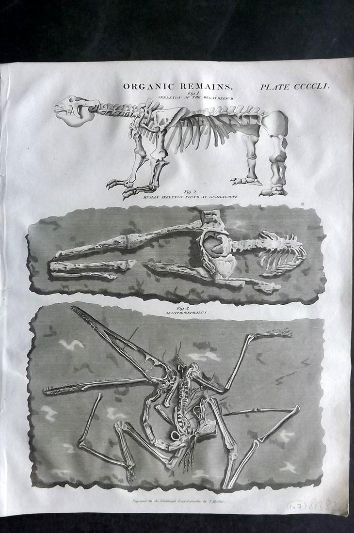 Brewster, David 1830 Print. Extinct Megatherium, Pterodactylus (1 of 2)