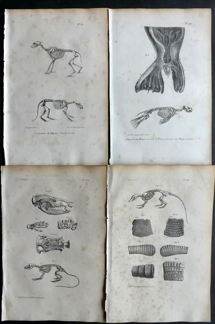 Buffon, Comte de 1830 Lot of 4 Natural History Anatomy Skeleton Prints (1 of 2)