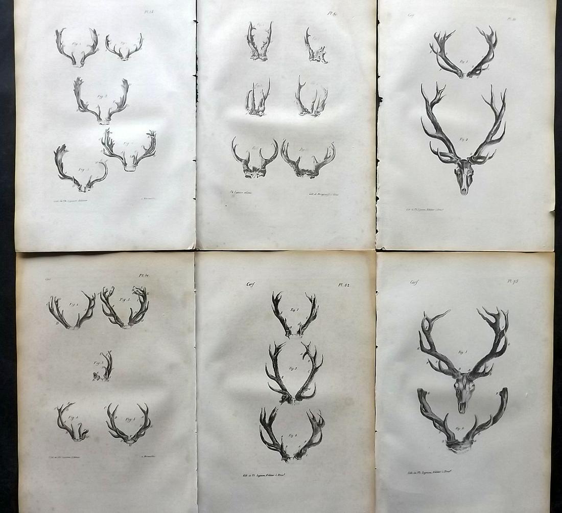 Buffon, Comte de 1830 Lot of 6 Prints. Deer Antlers (1 of 2)