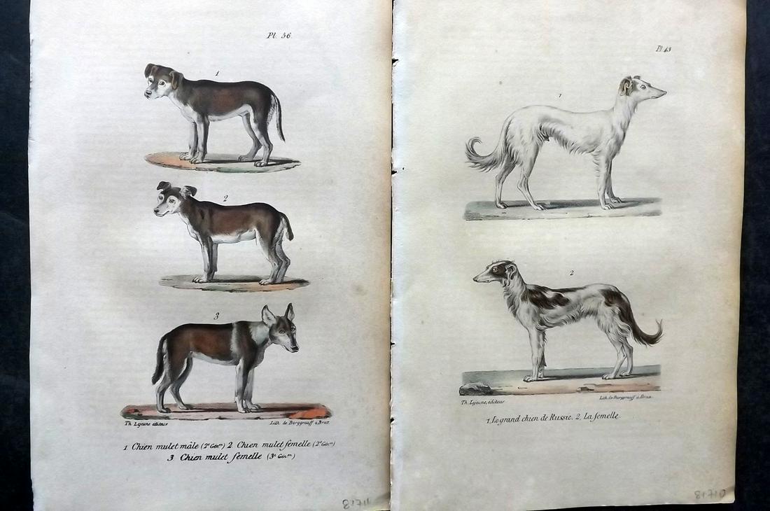 Buffon, Comte de 1830 Pair of Hand Col Dog Prints (1 of 2)