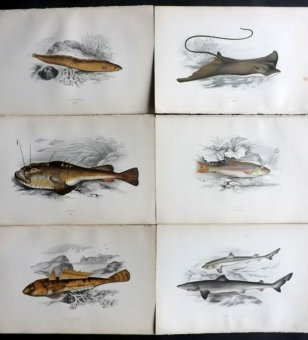 Couch, Jonathan 1878 Lot of 6 Antique Fish Prints: Color Printed Woodblocks Published 1877-78, London for "A History of the Fishes of the British Islands" by Jonathan Couch. Paper Size: 9.5 x 7 inch (24 x 17cm) Good Condition