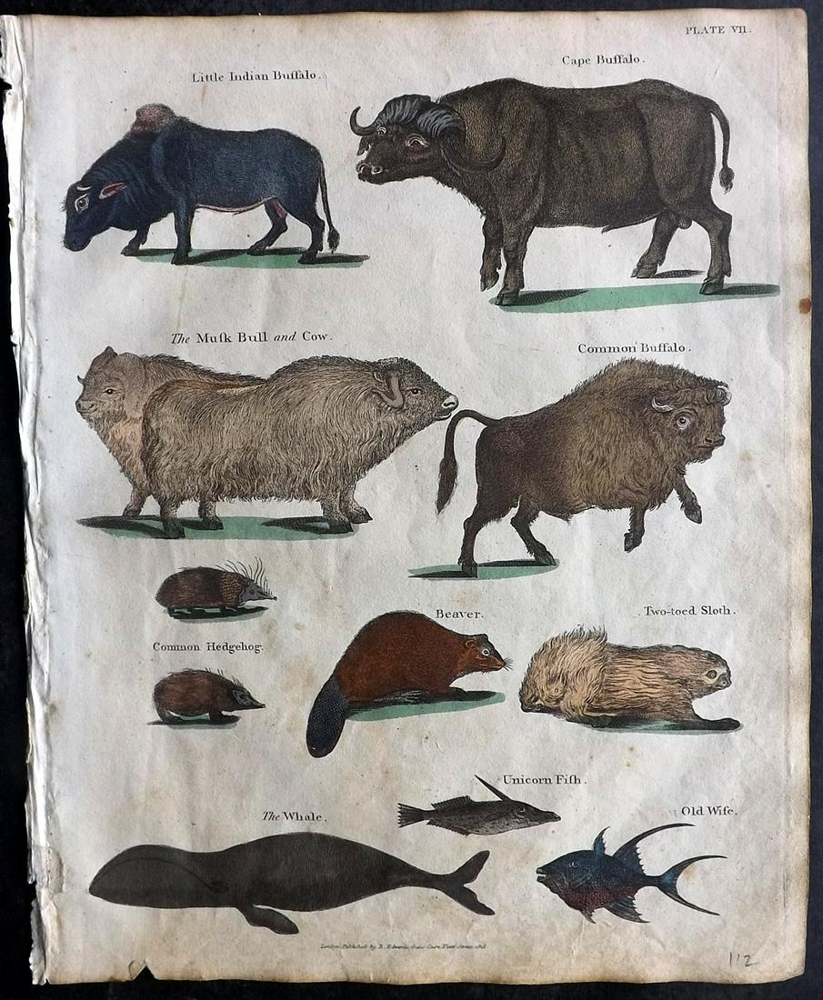 Goldsmith & Shaw 1817 HC Print. Buffalo, Musk Bull, Sloth, Beaver, Whale, Unicorn Fish: Hand Coloured Copper Plates Published 1817, London for "A History of the Earth and Animated Nature" Also titled "Panorama of Nature" by Oliver Goldsmith and George Shaw. Fine hand colour as issued. Ra