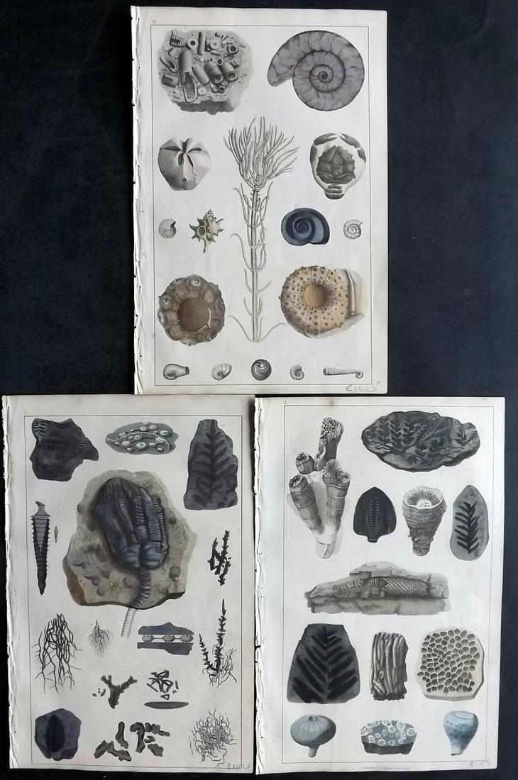 Goldsmith, Oliver 1847 Lot of 3 Hand Col Fossil Prints: Hand Colored Etching/Engraving Published 1847 by A. Fullarton & Co., London for "A History of the Earth and Animated Nature" by Oliver Goldsmith. Fine hand colour as issued. Paper Size: 10 x 6 inch (2