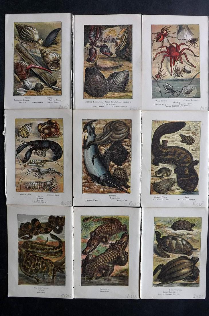 Warne, Frederick (Pub) C1870 Lot of 16 Natural History Prints: Woodblock Published C1870, by Frederick Warne, London for Warne's Picture Natural History" Printed in colours by the Kroenheim Oil Process. Incomplete text to the reverse, but none showing through fro
