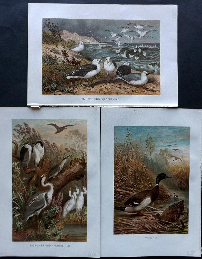 Brehm & Pechuel-Losche 1892 Lot of 3 Antique Bird Prints: Chromolithograph Published 1890-93, Leipzig and Vienna for "Brehms Tierleben. Allgemeine Kunde des Tierreichs" by Alfred Edmund Brehm, Eduard Pechuel-Losche and Wilhelm Haacke. Many of the same images