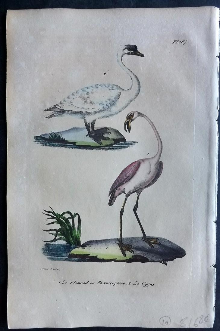 Buffon, Comte de 1830 Hand Col Bird Print. Flamingo, Swan (1 of 2)