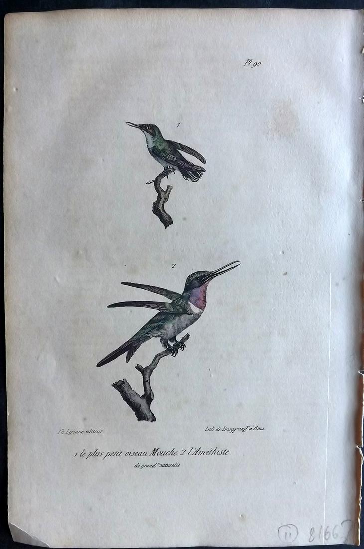 Buffon, Comte de 1830 Hand Col Bird Print. Hummingbirds 90 (1 of 2)