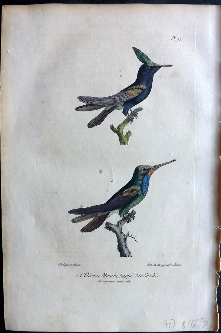Buffon, Comte de 1830 Hand Col Bird Print. Hummingbirds 91 (1 of 2)