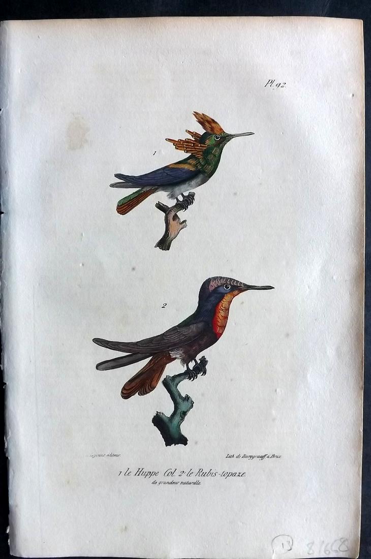 Buffon, Comte de 1830 Hand Col Bird Print. Hummingbirds 92 (1 of 2)