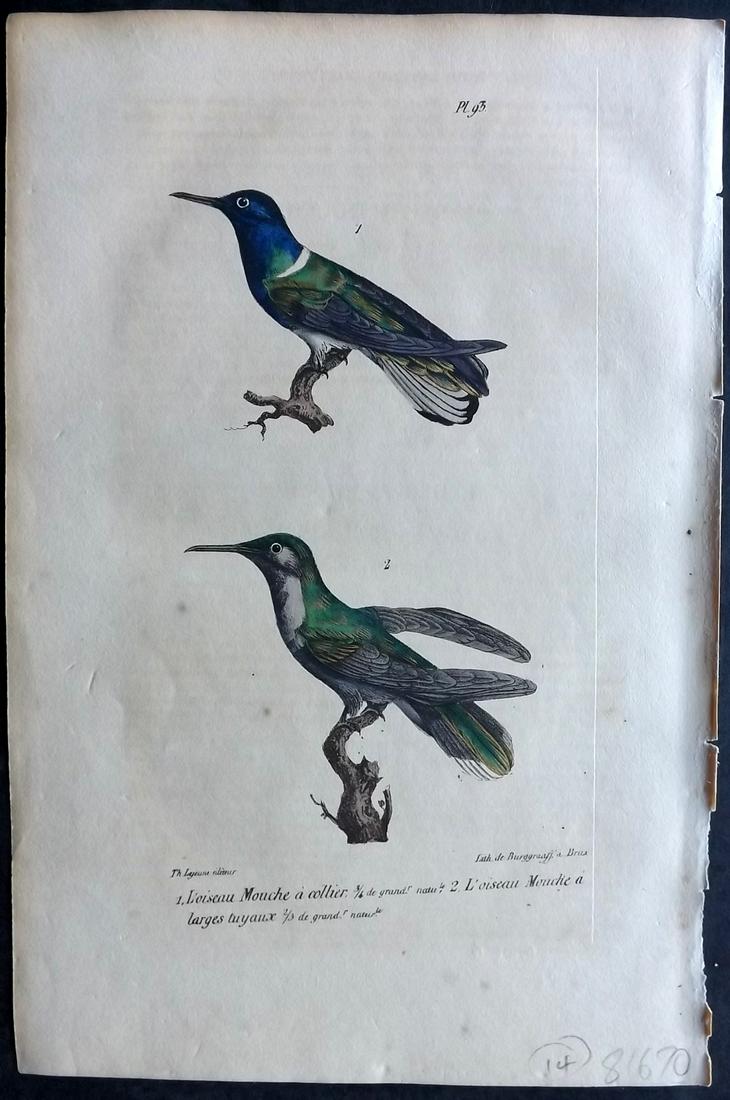 Buffon, Comte de 1830 Hand Col Bird Print. Hummingbirds 93 (1 of 2)