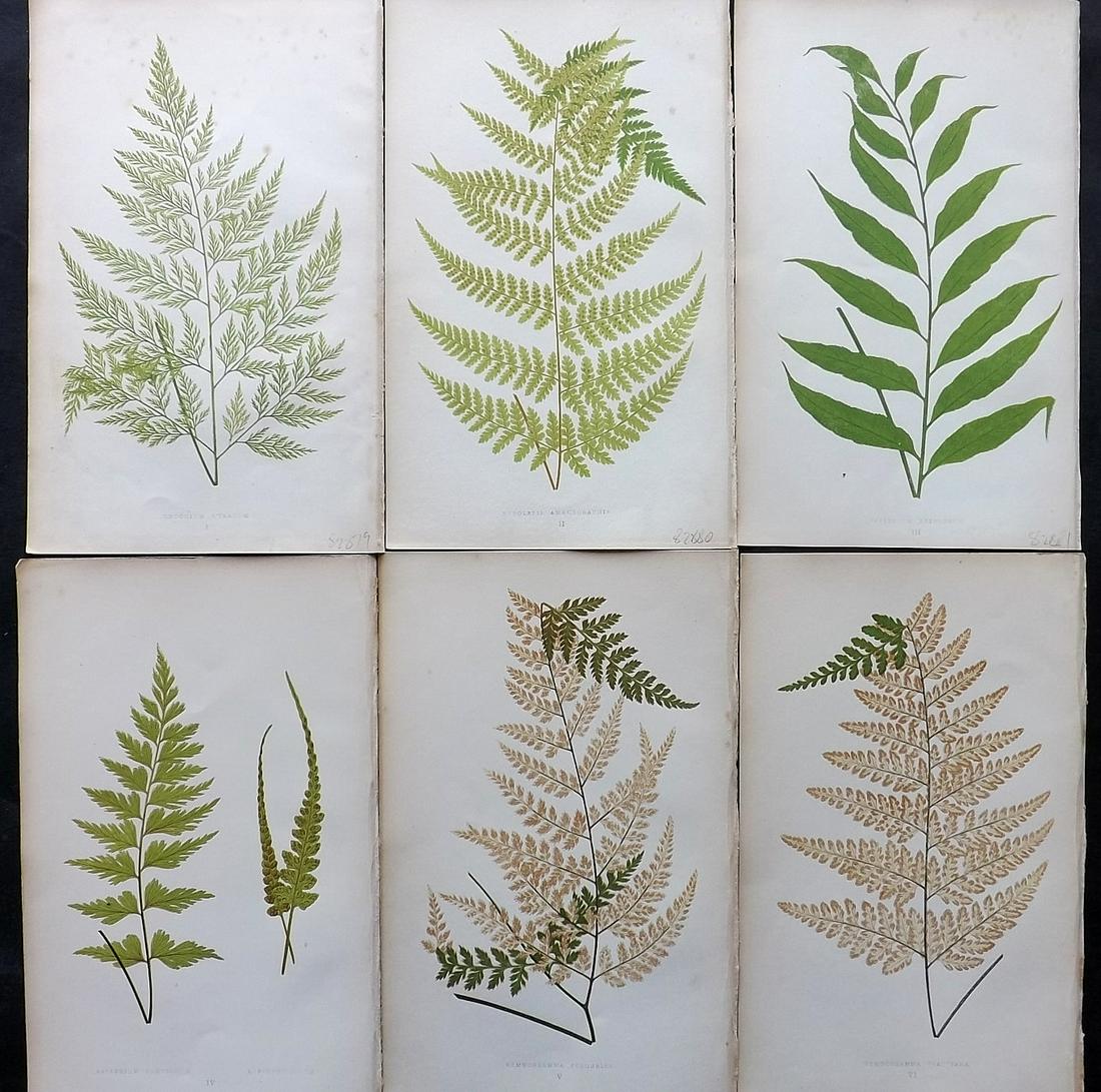 Lowe, Edward 1864 Lot of 6 Antique Fern Prints (1 of 2)