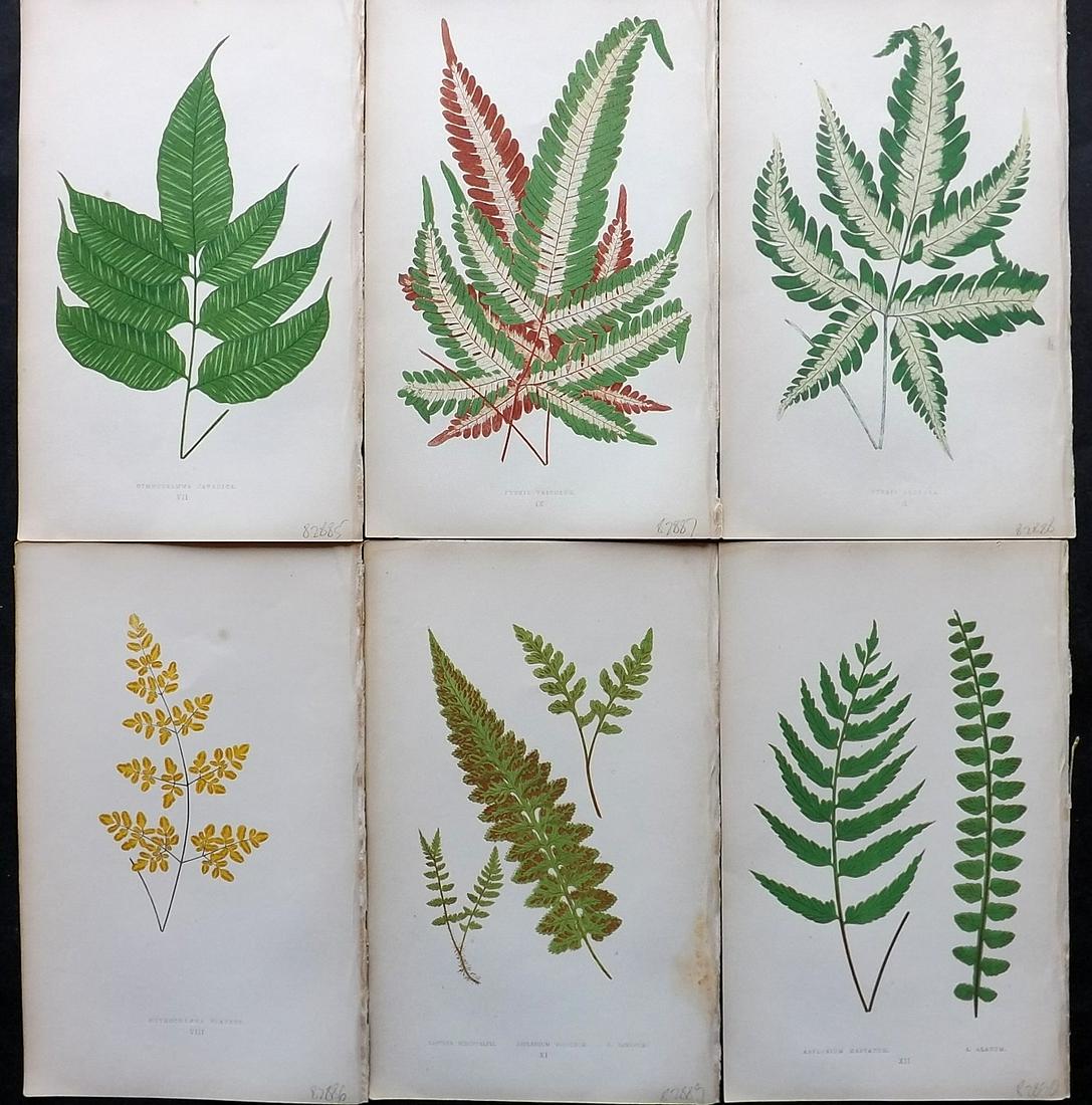 Lowe, Edward 1864 Lot of 6 Antique Fern Prints: Woodblock Published 1864, London for "A Natural History of New and Rare Ferns" by Edward Lowe. Illustrated by A. F. Lydon. Printed by Benjamin Fawcett. Paper Size: 9.5 x 6 inch (25 x 15cm) Good Condit