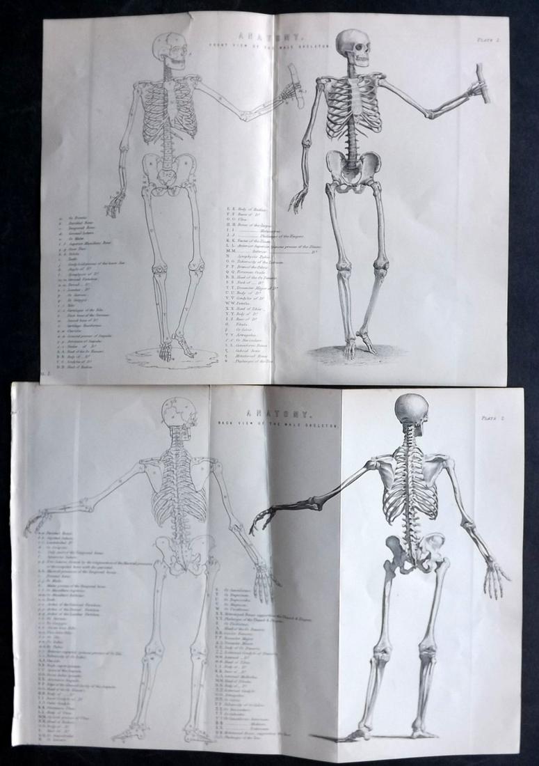 National Encyclopedia 1891 Pair of Anatomy Prints. Skeletons (1 of 2)
