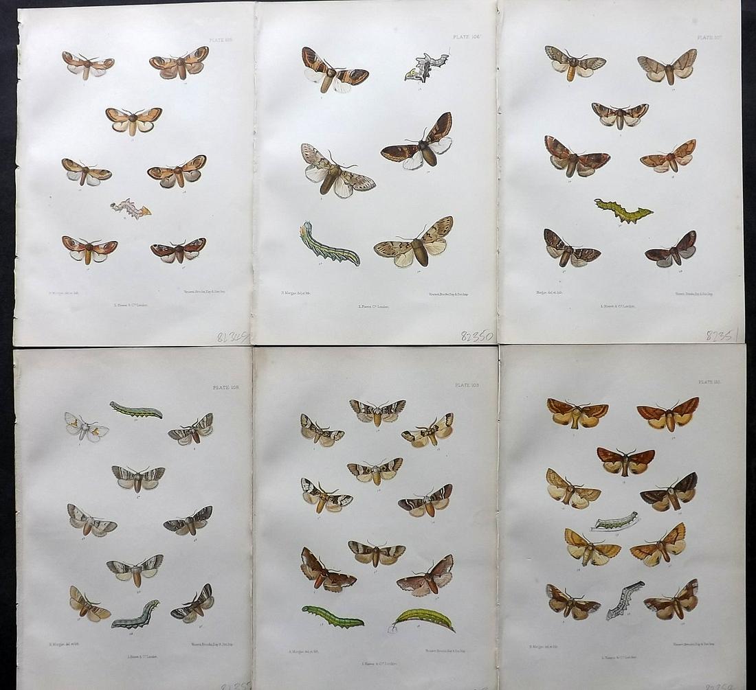 Barrett, Charles 1890's Lot of 6 Antique Moth Prints: Lithographs Published 1893-1907, London for "The Lepidoptera of the British Islands" by Charles G. Barrett. Printed in colours, some with additional hand colour. With accompanying descriptive text. Sc