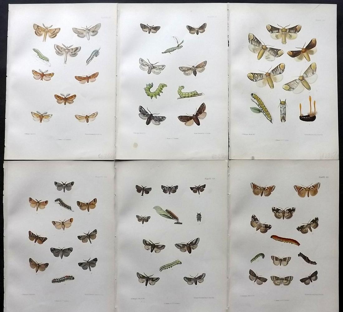 Barrett, Charles 1890's Lot of 6 Antique Moth Prints: Lithographs Published 1893-1907, London for "The Lepidoptera of the British Islands" by Charles G. Barrett. Printed in colours, some with additional hand colour. With accompanying descriptive text. Sc