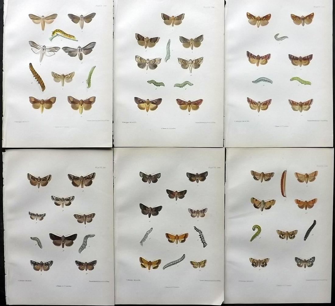 Barrett, Charles 1890's Lot of 6 Antique Moth Prints: Lithographs Published 1893-1907, London for "The Lepidoptera of the British Islands" by Charles G. Barrett. Printed in colours, some with additional hand colour. With accompanying descriptive text. Sc