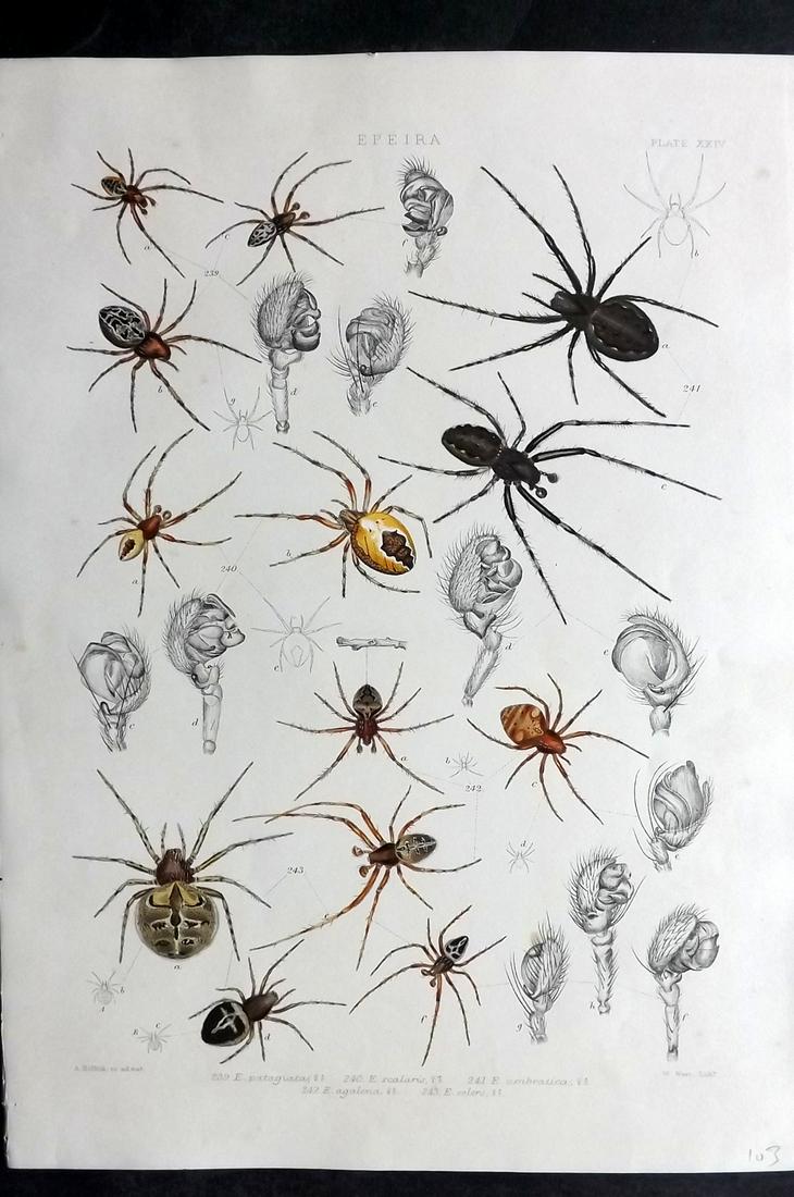 Blackwall, John 1861 Rare Folio Spider Print 24 (1 of 2)