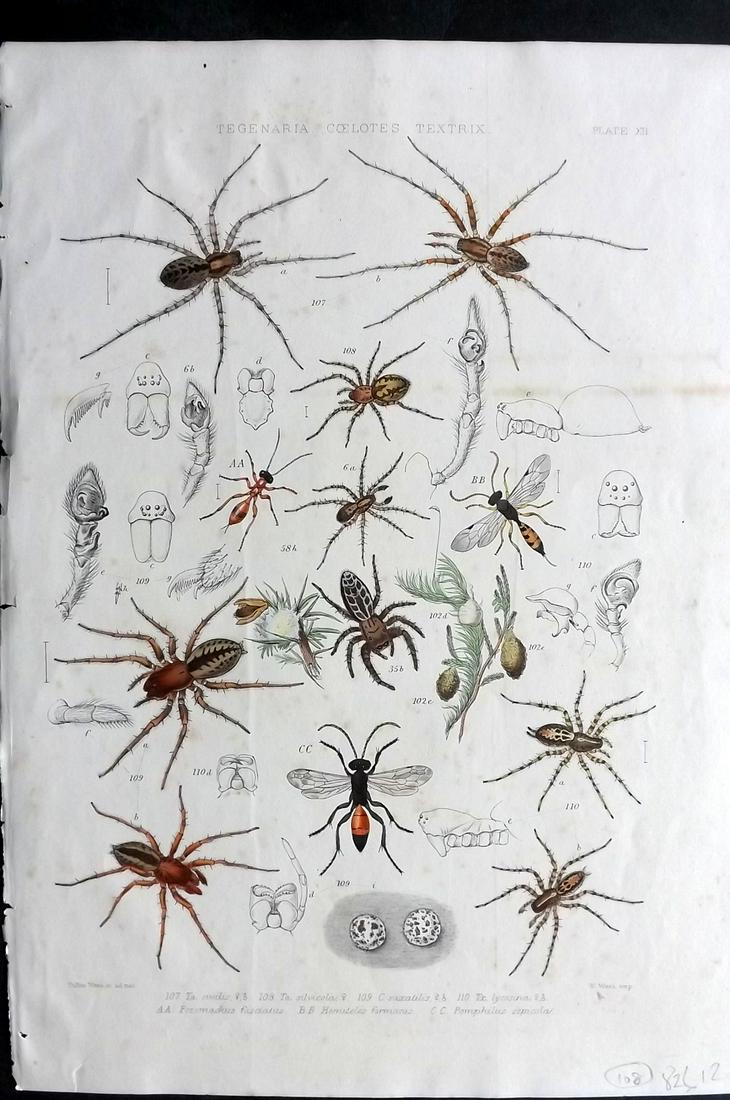 Blackwall, John 1861 Rare Folio Spider Print 12 (1 of 2)
