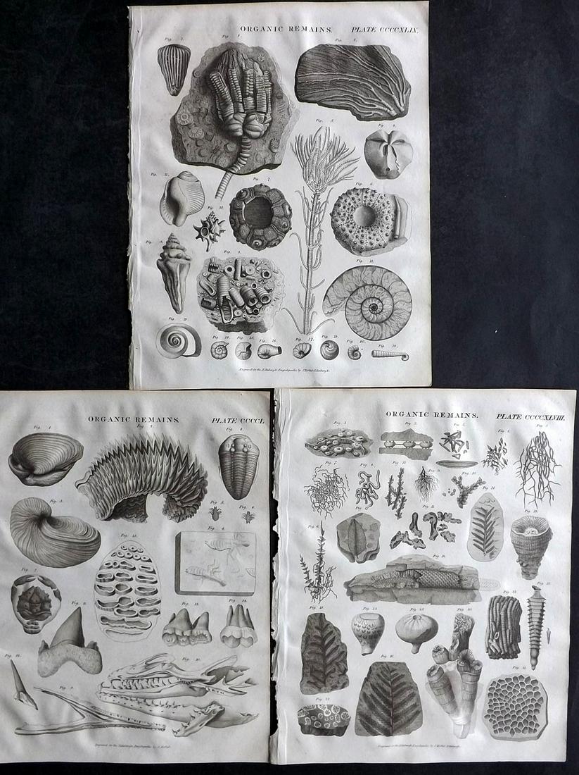 Brewster, David 1830 Lot of 3 Antique Fossil Prints (1 of 2)