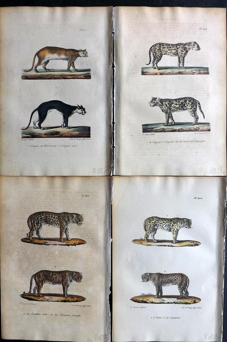 Buffon, Comte de 1830 Lot of 4 Hand Col Prints. Big Cats (1 of 2)