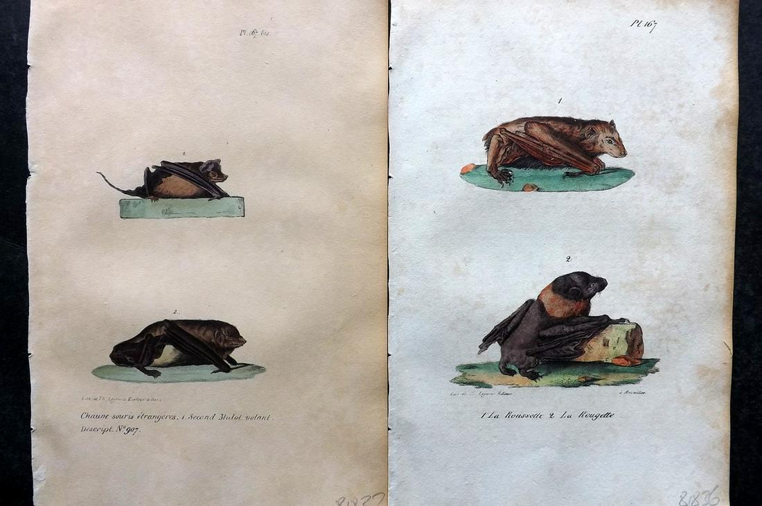 Buffon, Comte de 1830 Pair of Hand Col Bat Prints: Hand Colored Lithographs Published 1828-33, Brussels for "Oeuvres completes de Buffon" by the Comte de Buffon and Louis-Jean-Marie Daubenton. Paper Size: 9.5 x 6 inch (24 x 16cm) Some toning present, 