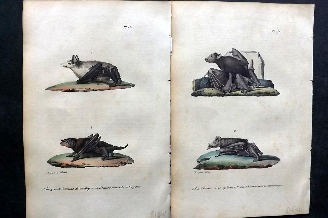 Buffon, Comte de 1830 Pair of Hand Col Bat Prints (1 of 2)