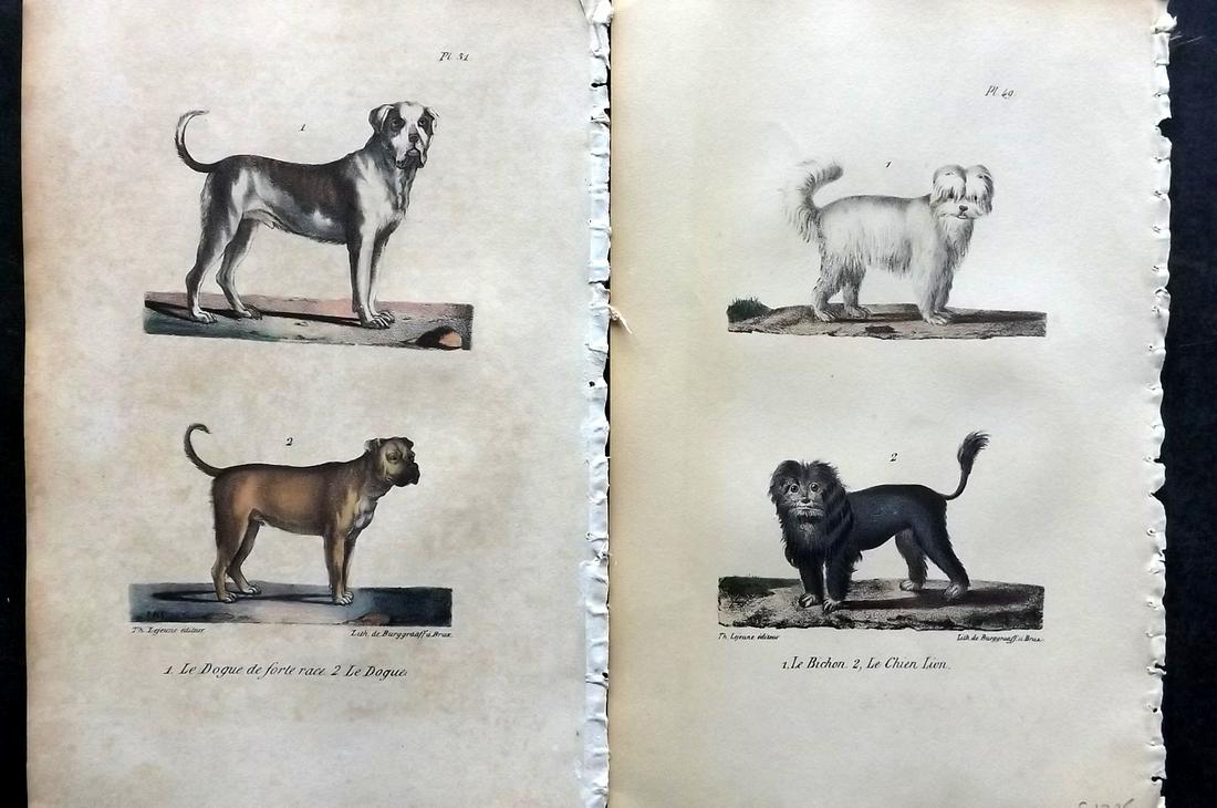 Buffon, Comte de 1830 Pair of Hand Col Dog Prints (1 of 2)