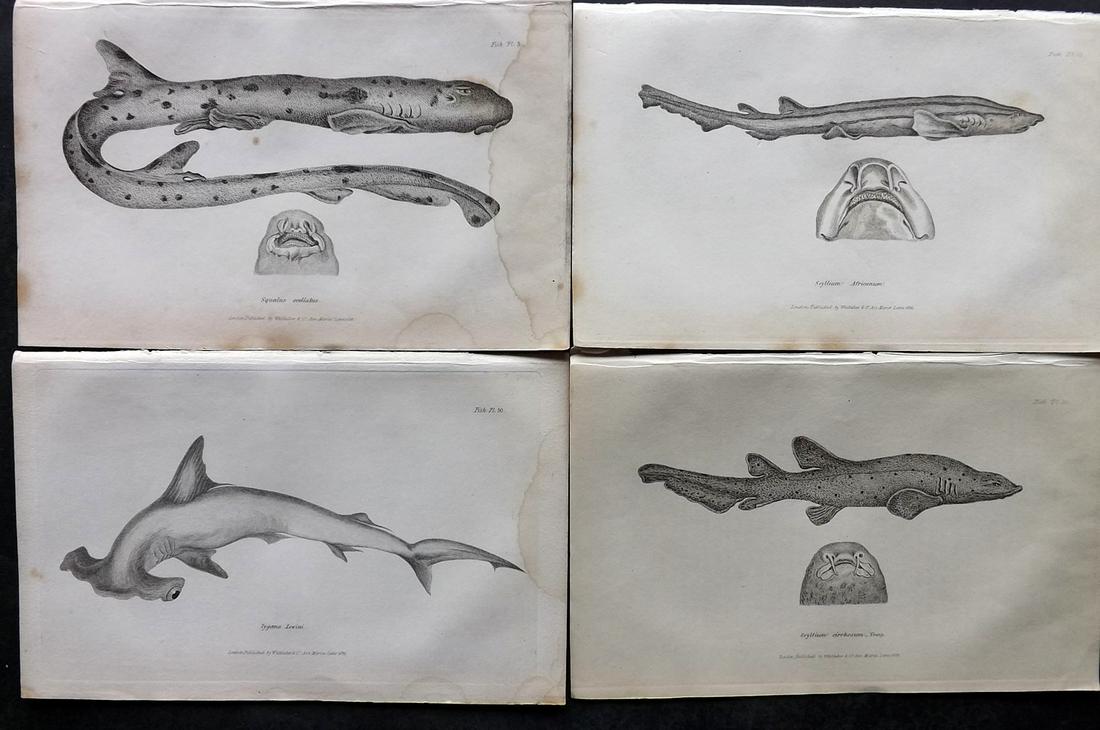 Cuvier, Baron C1830 Lot of 4 Shark Prints incl Hammerhead (1 of 2)