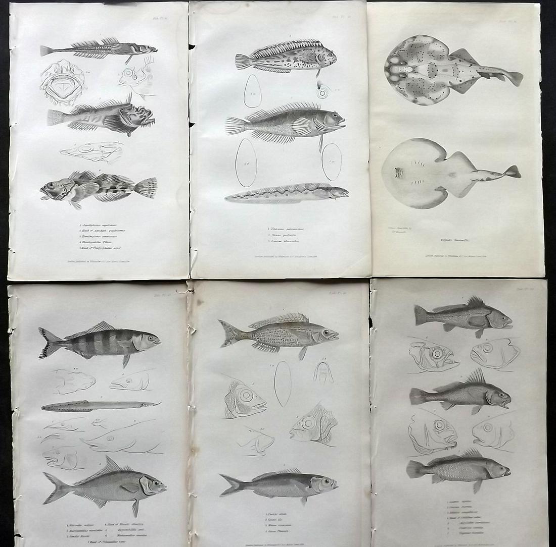Cuvier, Baron C1830 Lot of 6 Antique Fish Prints (1 of 2)